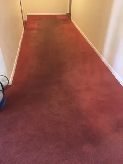 Carpet Cleaning